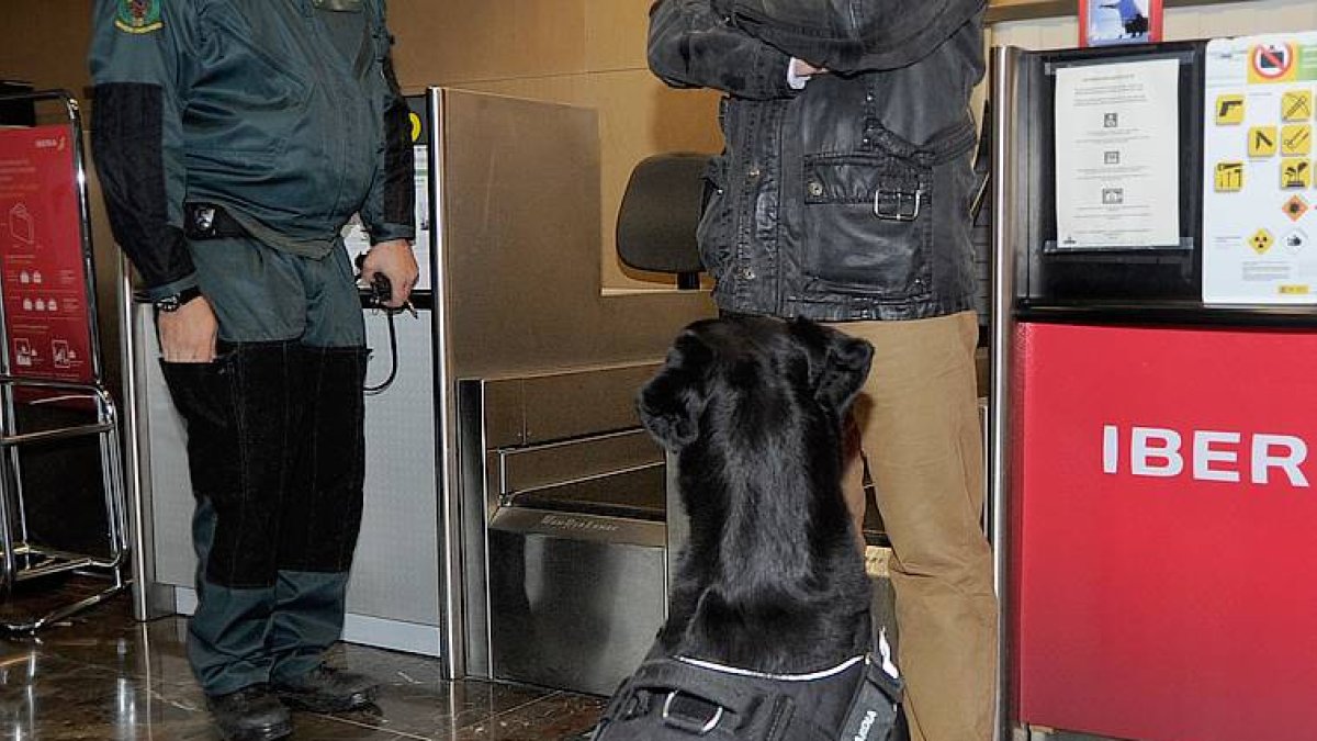 El perro hace un marcaje pasivo en el aeropuerto.-Israel L. Murillo