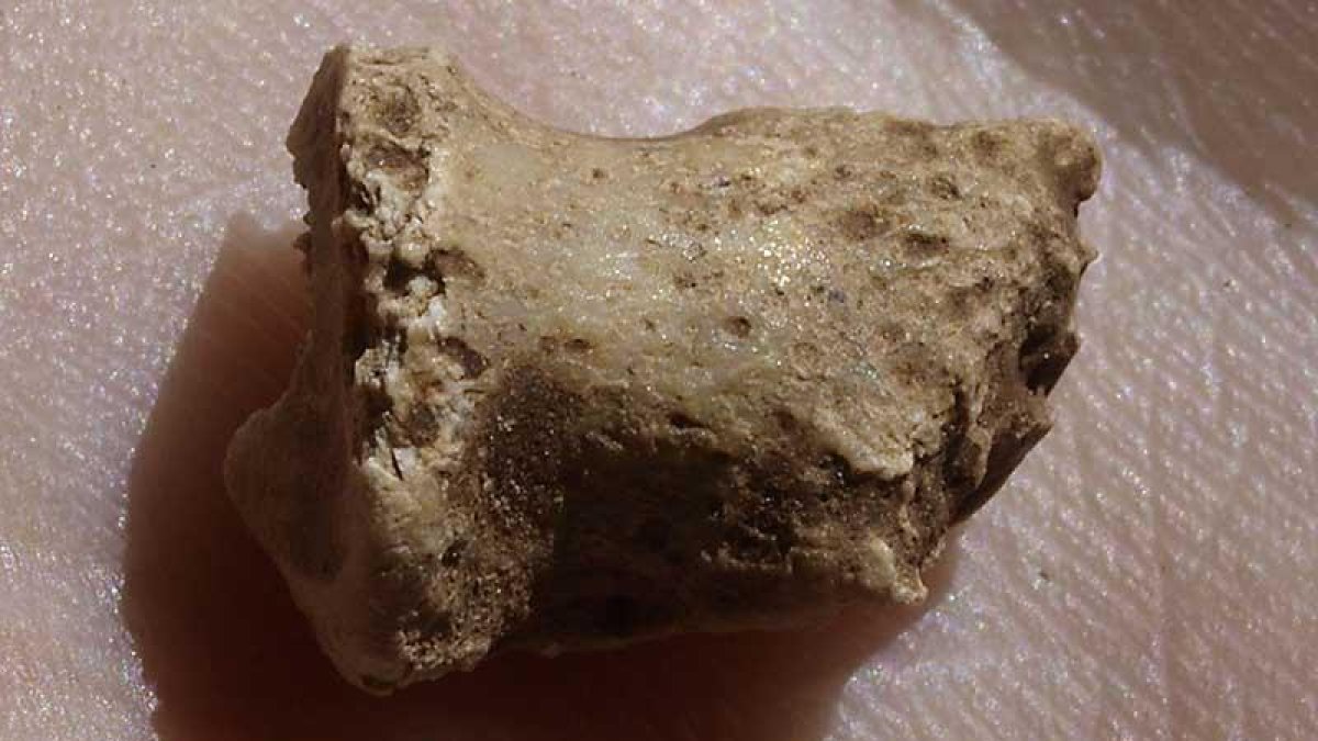 El fósil es una falange distal del pie, donde se apoya la uña.-JAVIER TRUEBA