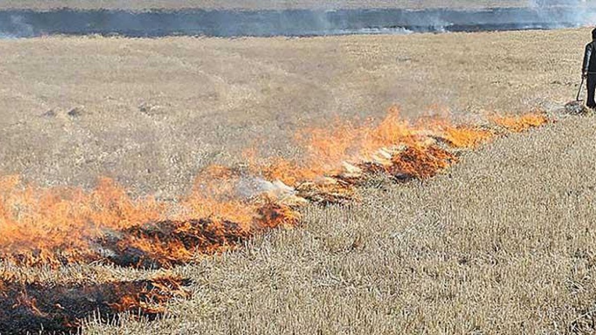 Un agricultor realiza una quema controlada para combatir una plaga de topillos.-ICAL