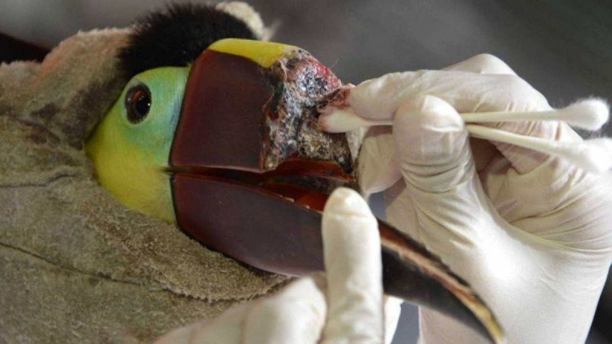 Un veterinario aplica curas a un tucán.-DISCOVERY CHANNEL