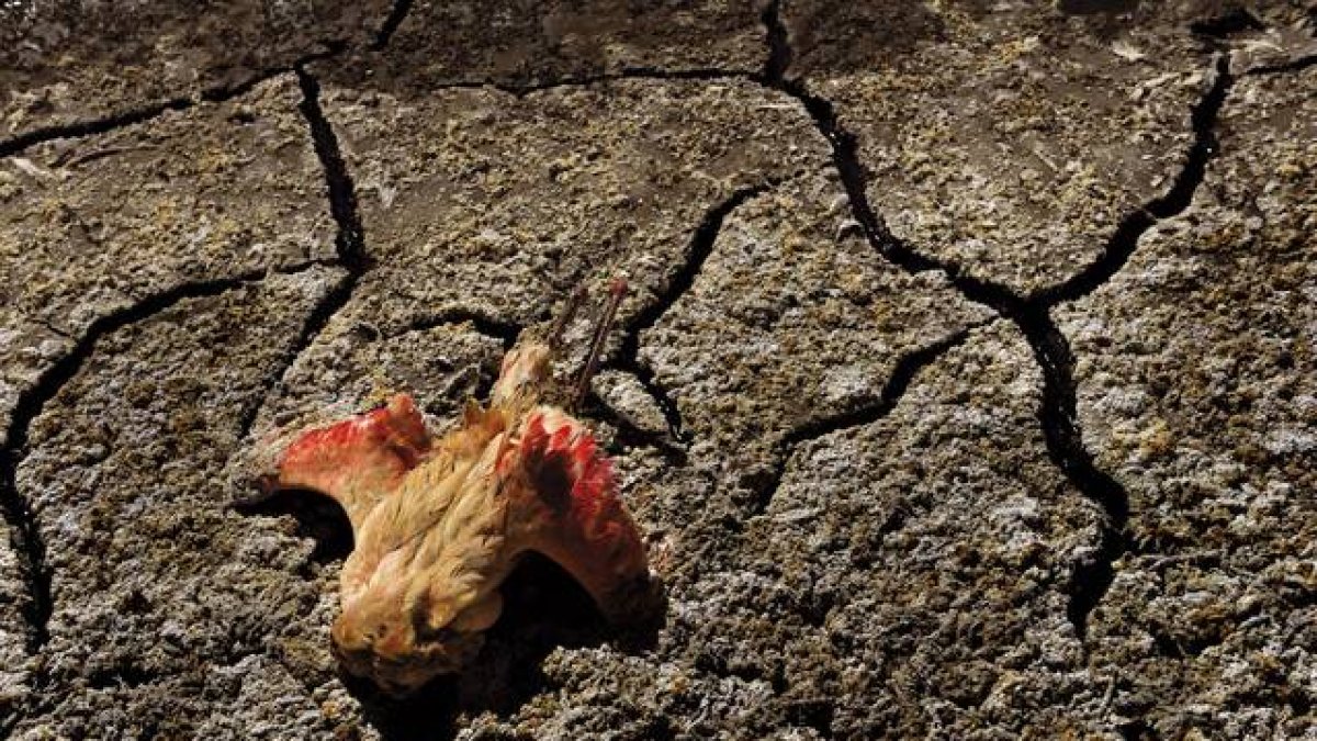 Un flamenco muerto en el lago Empakai, seco por la sequía, en Tanzania.-Foto: XAVIER JUBIERRE