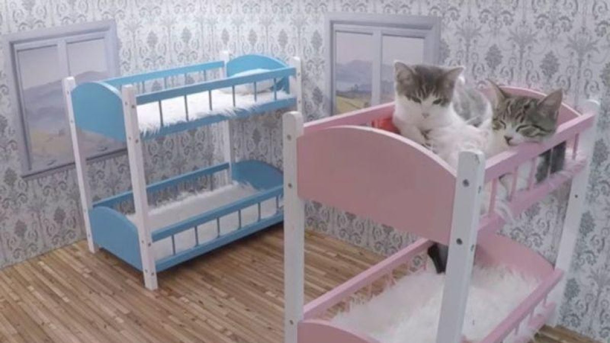 Una captura de Keeping up with the Kattarshians-NÚTÍMINN (YOUTUBE)