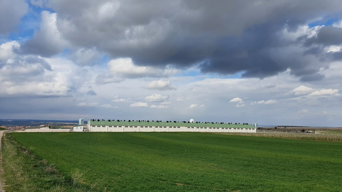 IU presentará alegaciones para pedir una moratoria que impida la apertura de nuevas granjas y la ampliación de las existentes. Imagen de la granja de Haza.