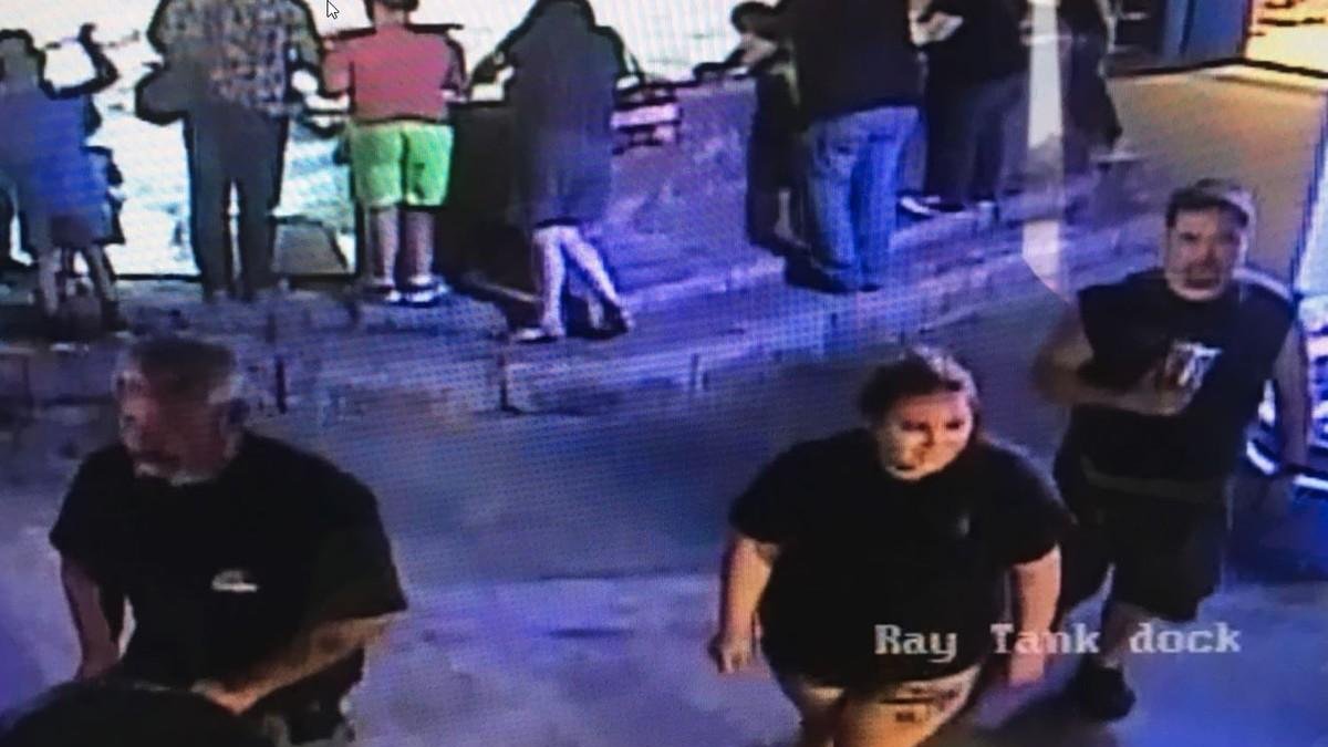 Roban un tiburón de un acuario haciéndolo pasar por un bebé.-