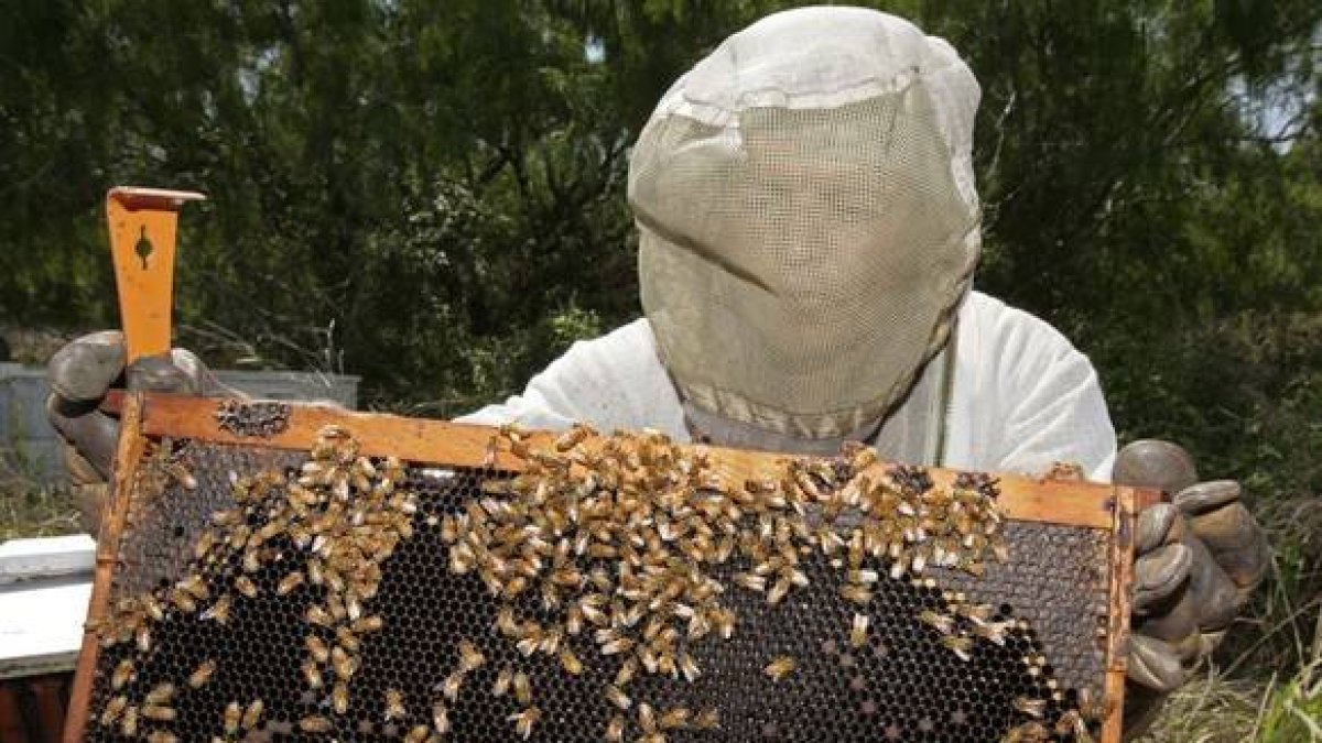 Un apicultor manipula un panal de abejas.-Foto: PAUL J. RICHARDS / AFP