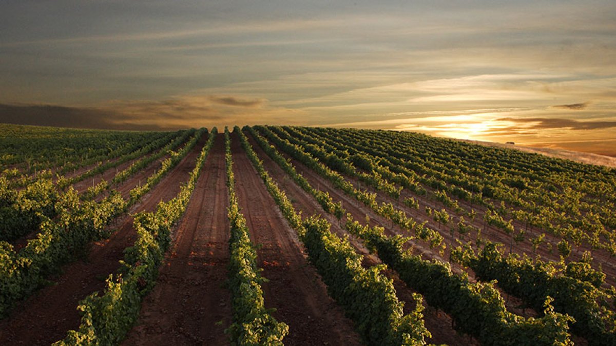 Viñedos de Bodegas Buezo./ BODEGAS BUEZO