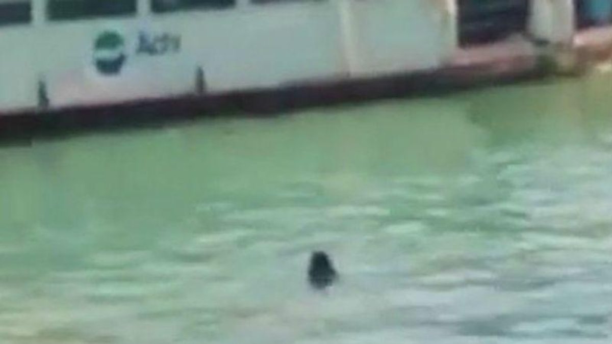 Imagen del inmigrante gambiano, en aguas del canal de Venecia en uno de los vídeos que circula por YouTube.-