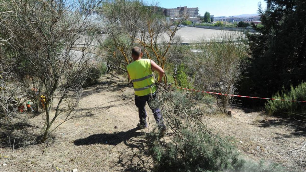 Un trabajador lleva una de las ramas podadas en el transurso de la limpieza de la ruta del Montecillo.-ISRAEL L. MURILLO