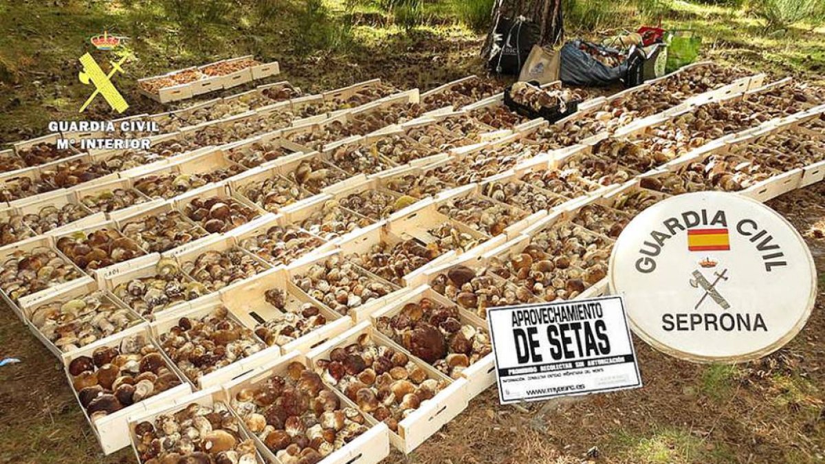 500 kilogramos de boletus y 15 de níscalos aprehendidos el día 25 de octubre en Huerta de Arriba por el Seprona.-ECB