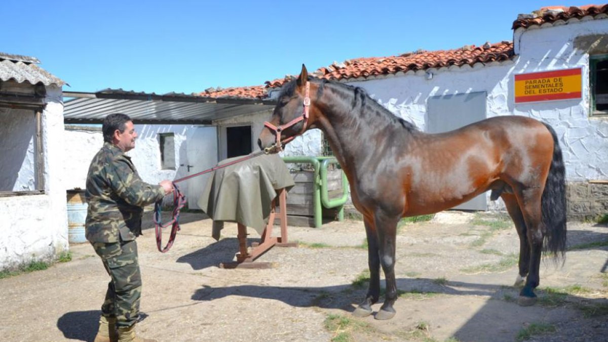 Entre los cinco sementales de diferentes razas que cada mes de abril trae el ejército a Pinares, por primera vez se ha incluido un magnífico ejemplar de pura raza árabe.-R. F.