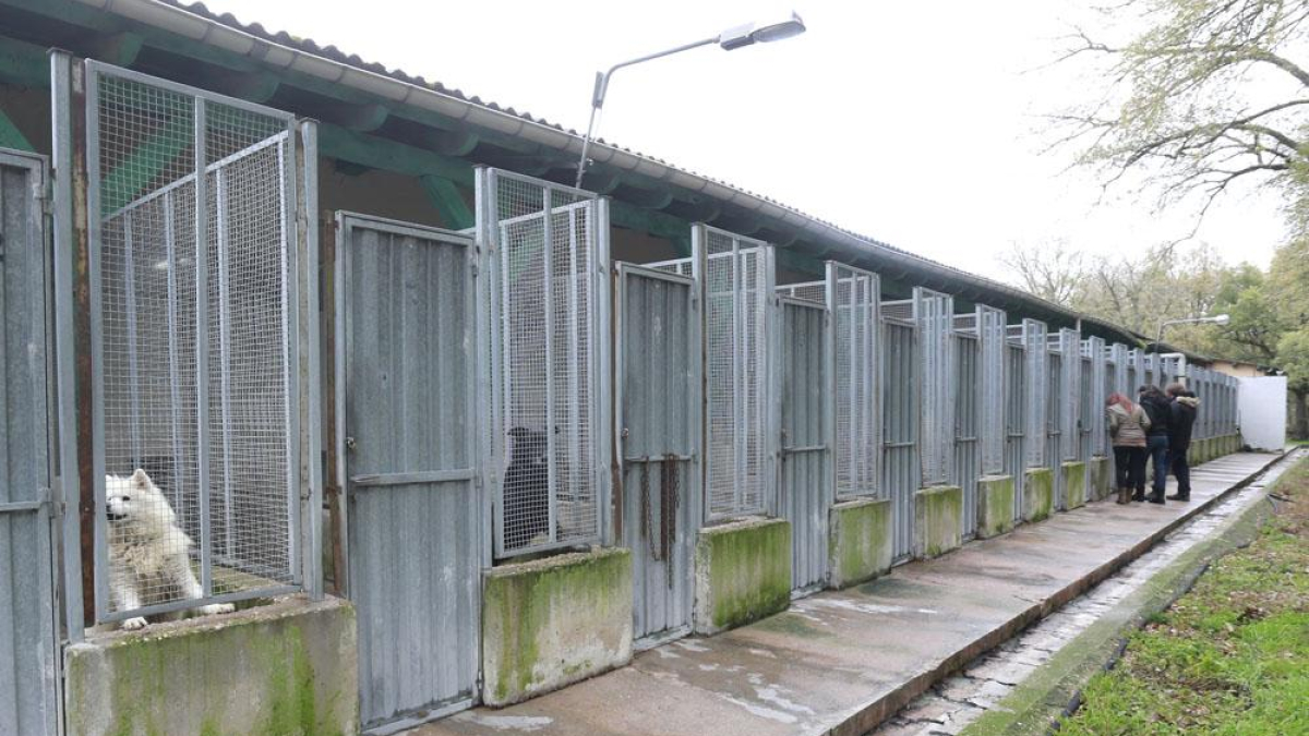 Vista general de la zona de jaulas de la perrera municipal.