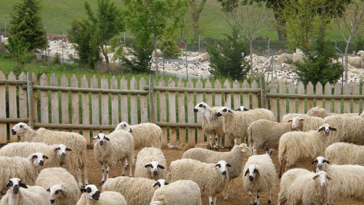 Los sacrificios bajaron en 2020 un 7% pero se mantuvo el número de ganaderías. ECB