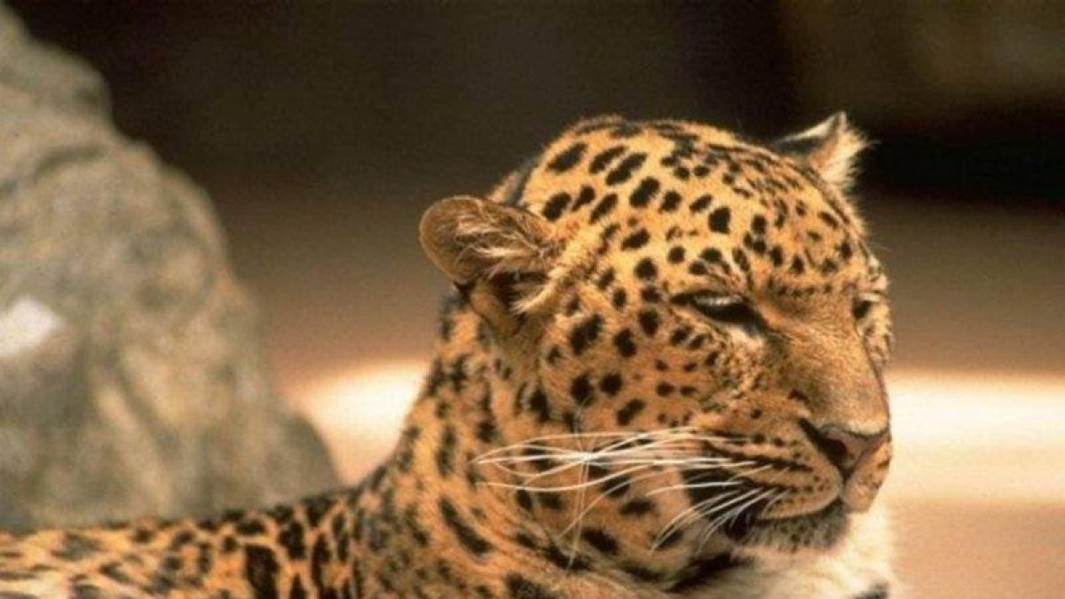 La vida de los animales del Zoológico Metropolitano de Maracaibo está en peligro.-AGENCIAS