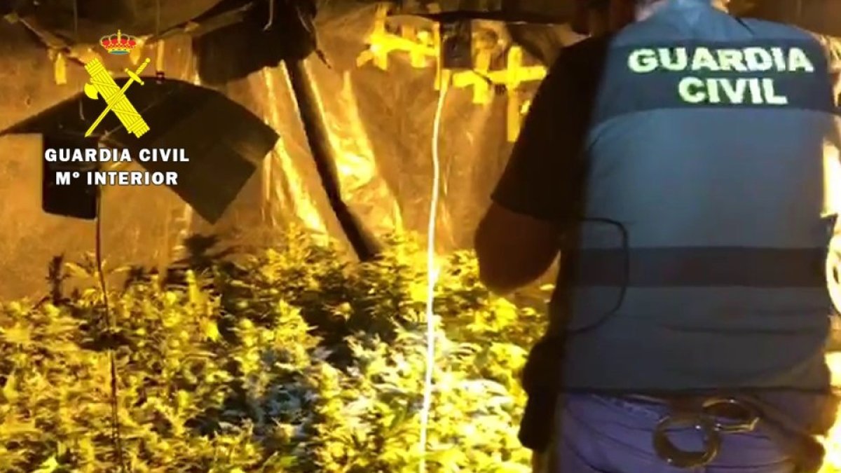 La Guardia Civil desmantela una plantación bajo techo de marihuana con 85 plantas. GUARDIA CIVIL