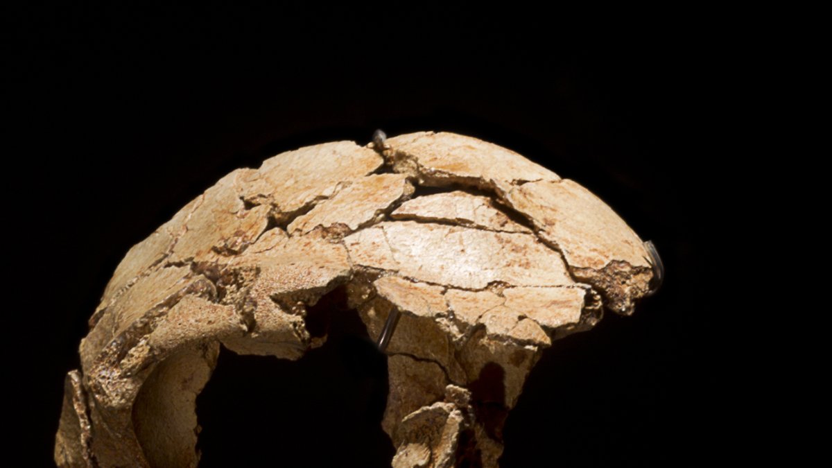 Cráneo del Chico de la Gran Dolina que definió la especie a finales de los 90 y puede verse en el Museo de la Evolución.