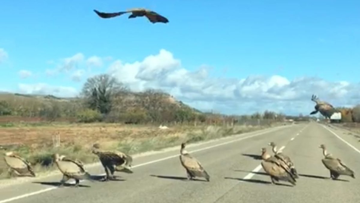 Un grupo de buitres piden paso en la carretera