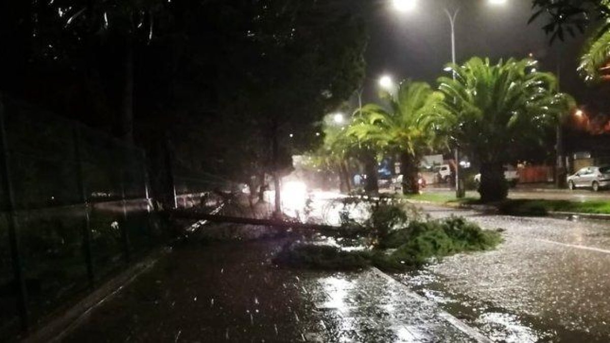 La caída de árboles en la capital provocó el corte de energía.-TWITTER/@METEOSEBA