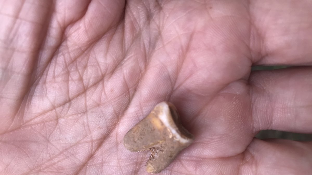 Pieza dental, un molar superior, recuperado en Estatuas Interior. EIA