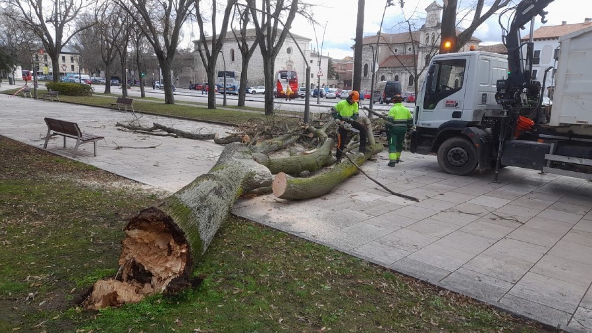 Operarios municipales retiran un árbol caído por el viento frente al Museo de la Evolución Humana (MEH). SANTI OTERO