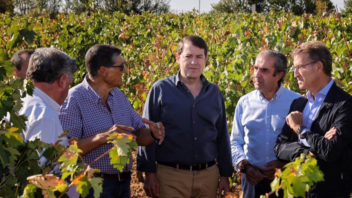 Mañueco, durante la visita a un viñedo en Roa acompañado de Núñez Feijoo. ECB