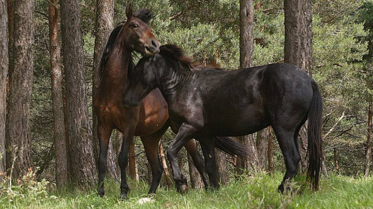 El losino vive en semilibertad como sus ancestros en los montes pancorbinos.-G.G.