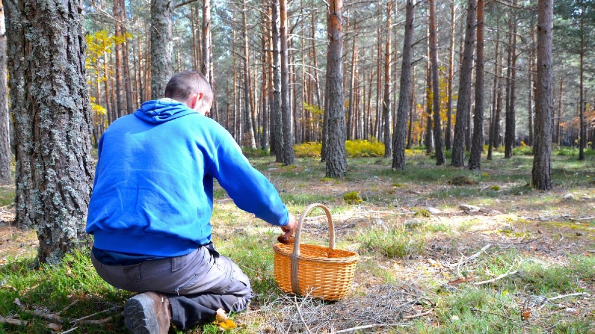 Las zonas más soleadas y llanas de los pinares son propicias para que broten los boletus y los níscalos. R. F.