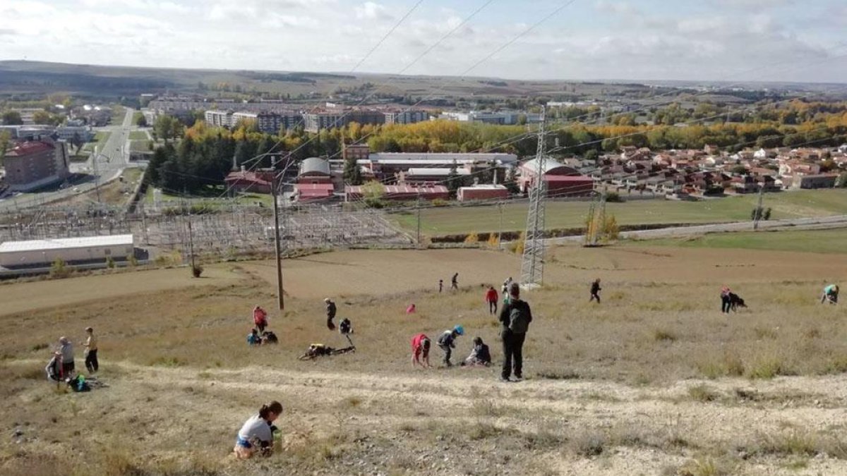La plantación de ayer tuvo lugar en  la capital siendo más de 40 personas de toda edad las que participaron.-ECB