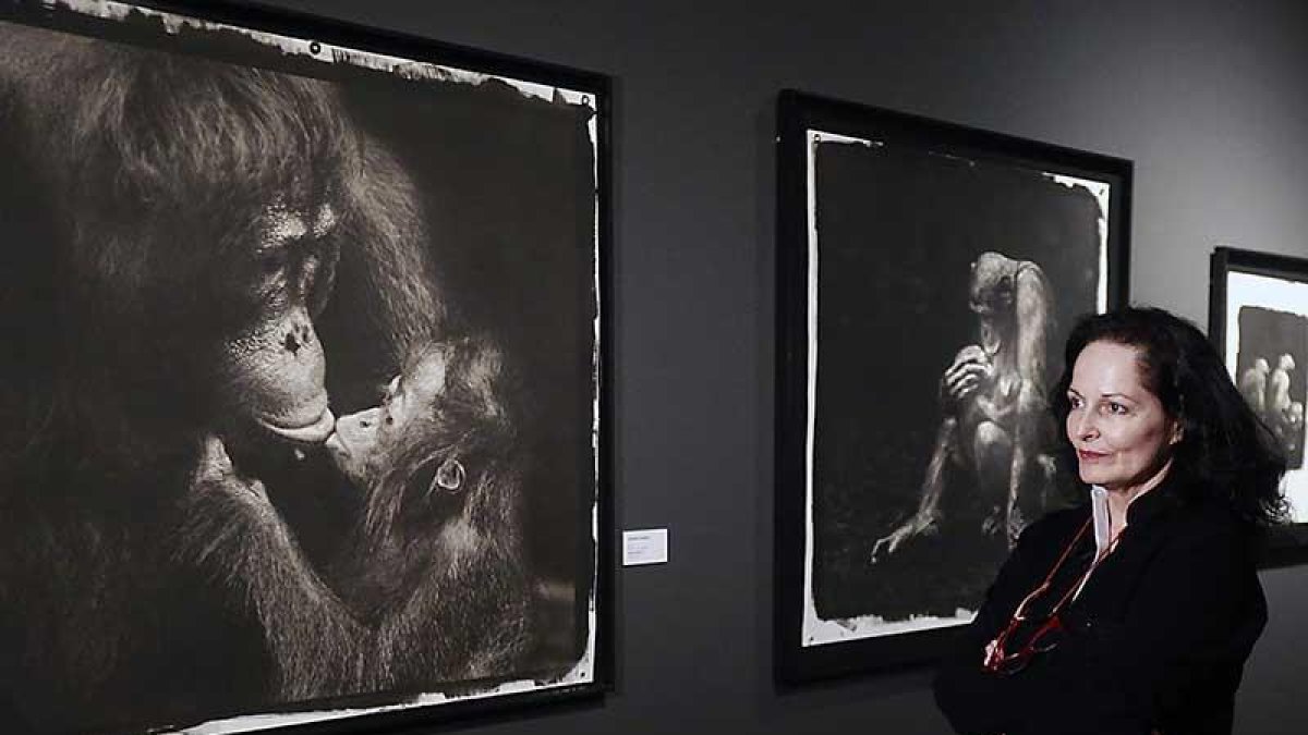 Isabel Muñoz observa la pieza que recoge un beso entre orangutanes.-Raúl Ochoa