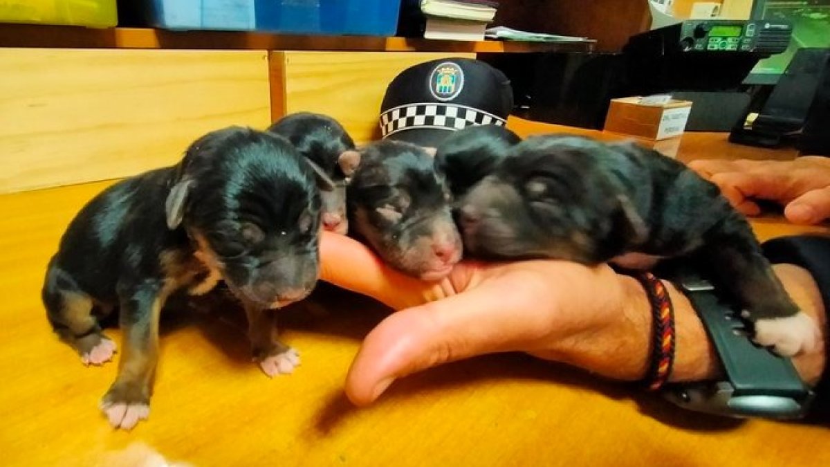 Los perritos se encuentran ya en el servicio el servicio de recogida de animales domésticos