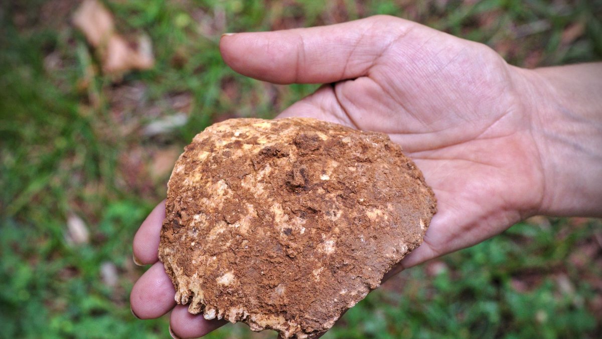 Parte de un cráneo neandertal localizado en 2016 en la limpieza de Cueva Fantasma.
