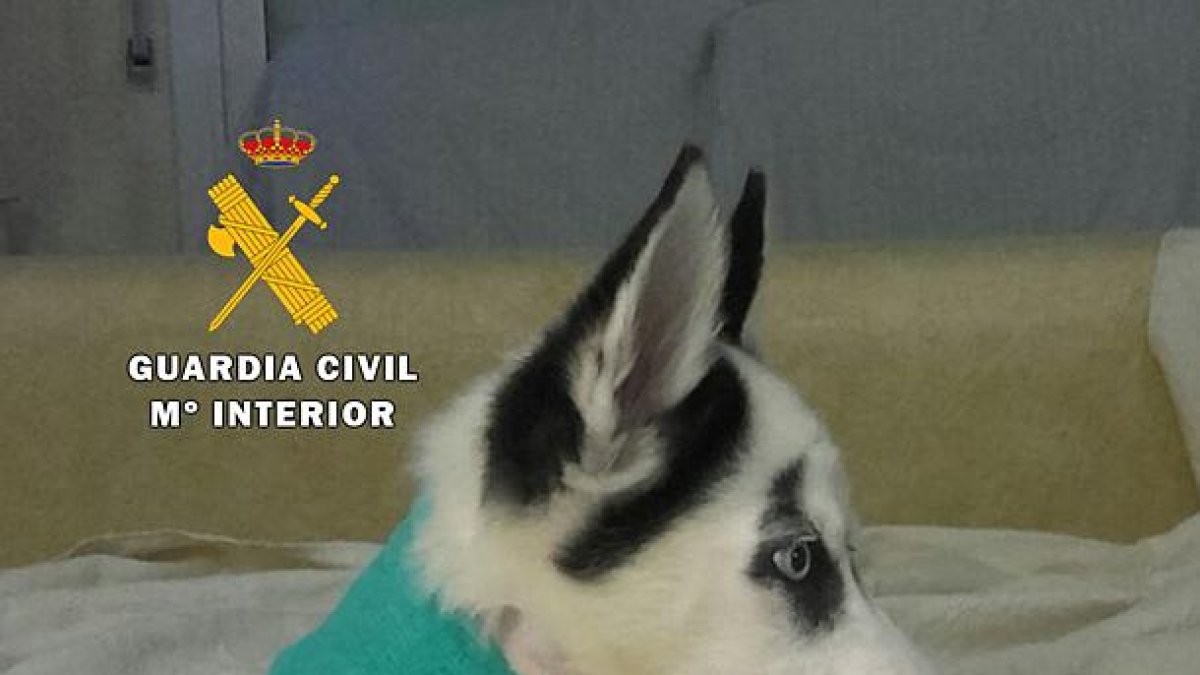Foto del husky al que se sometió a la intervención quirúrgica-ECB
