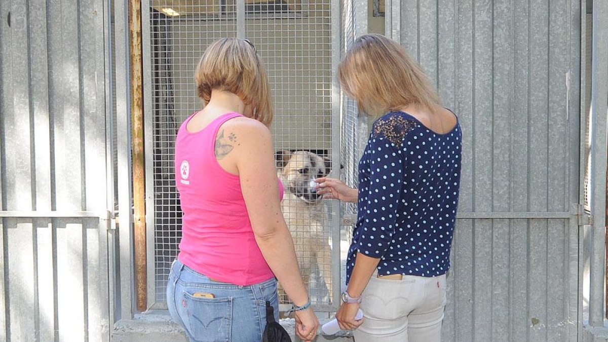 Dos mujeres acarician uno de los perros recogidos en Villafría durante este verano.-ISRAEL L. MURILLO