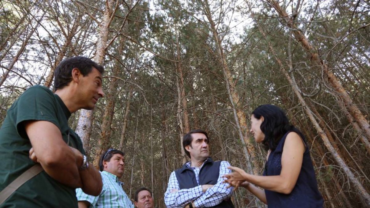 El consejero de Fomento y Medio Ambiente, Juan Carlos Suárez-Quiñones, visita el monte pinar de Navafría en el Parque Natural de Guadarrama-Ical