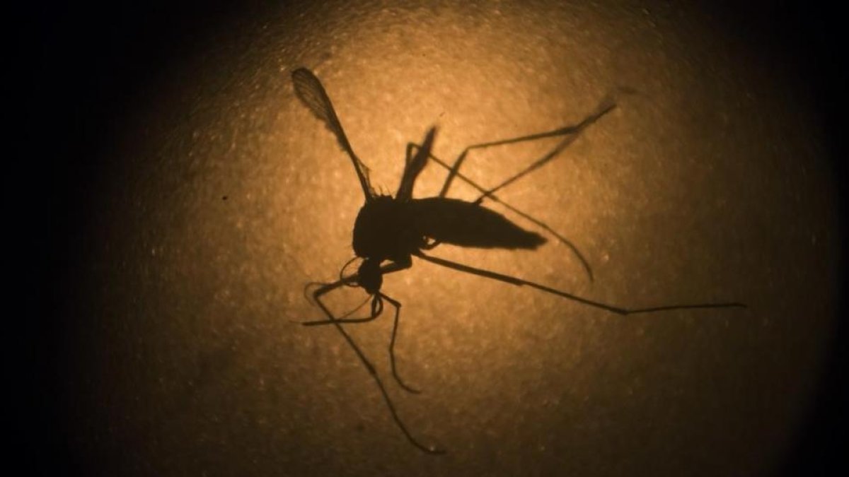 El mosquito Aedes aegypti, transmisor del virus del zika.-AP / FELIPE DANA
