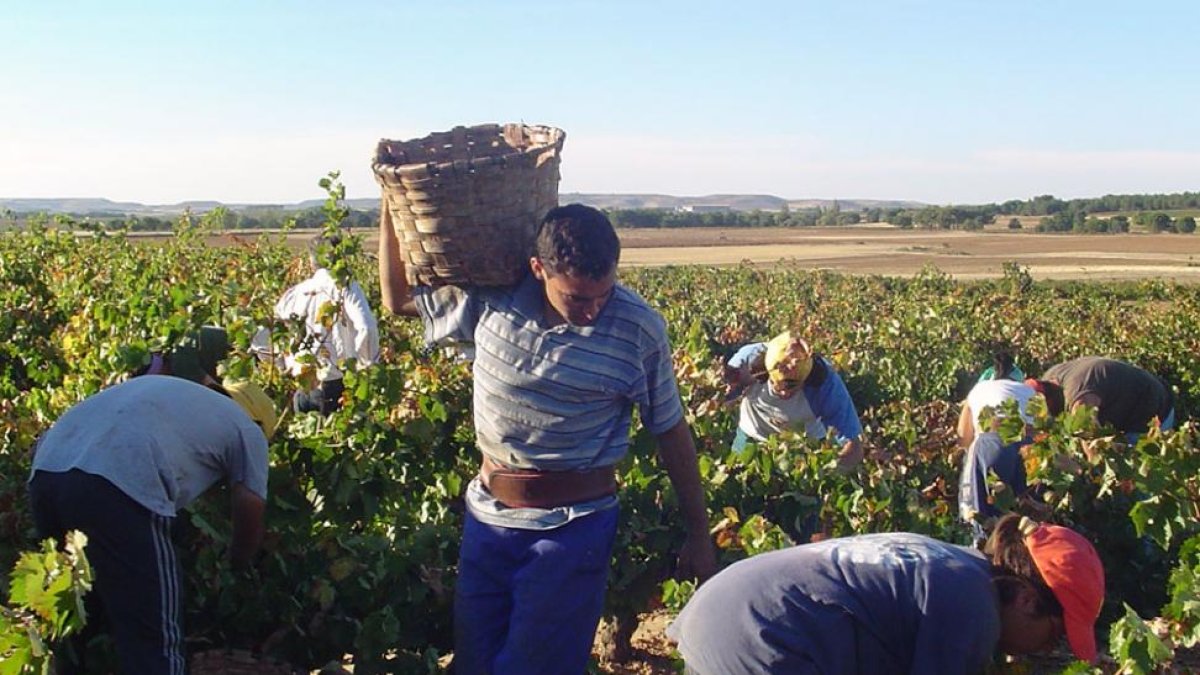 El fin de la vendimia hace que el sector agrícola incremente el desempleo en 688 personas.-RAÚL G. OCHOA