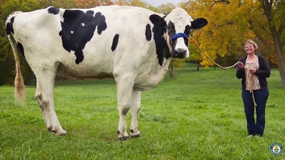 La vaca más alta del mundo ha muerto tras entrar en el libro Guiness de los récords.-Foto: GUINESS WORLD RECORDS