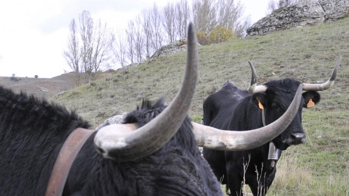 Ejemplares se serrana soriana en la provincia de Soria.-VALENTÍN GUISANDE