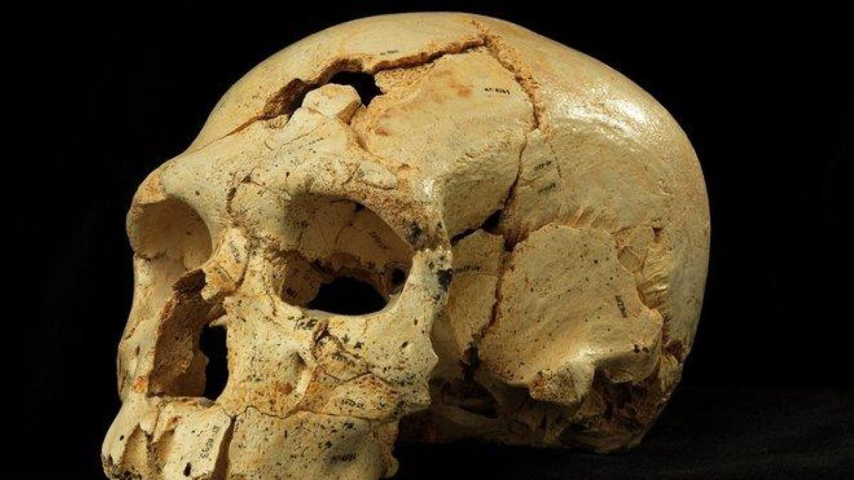 El cráneo, con dos orificios, de la víctima del primer asesinato documentado de la historia, hace 430.000 años, en Atapuerca.-SCIENTIFIC FILMS / JAVIER TRUEBA