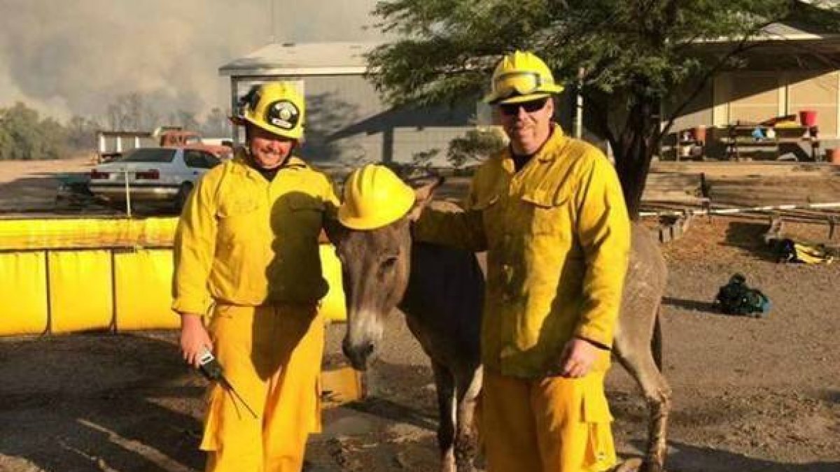 El asno encontrado en medio de un incendio en Arizona y sus dos rescatadores.-Foto: BILL WEBER / ARIZONA