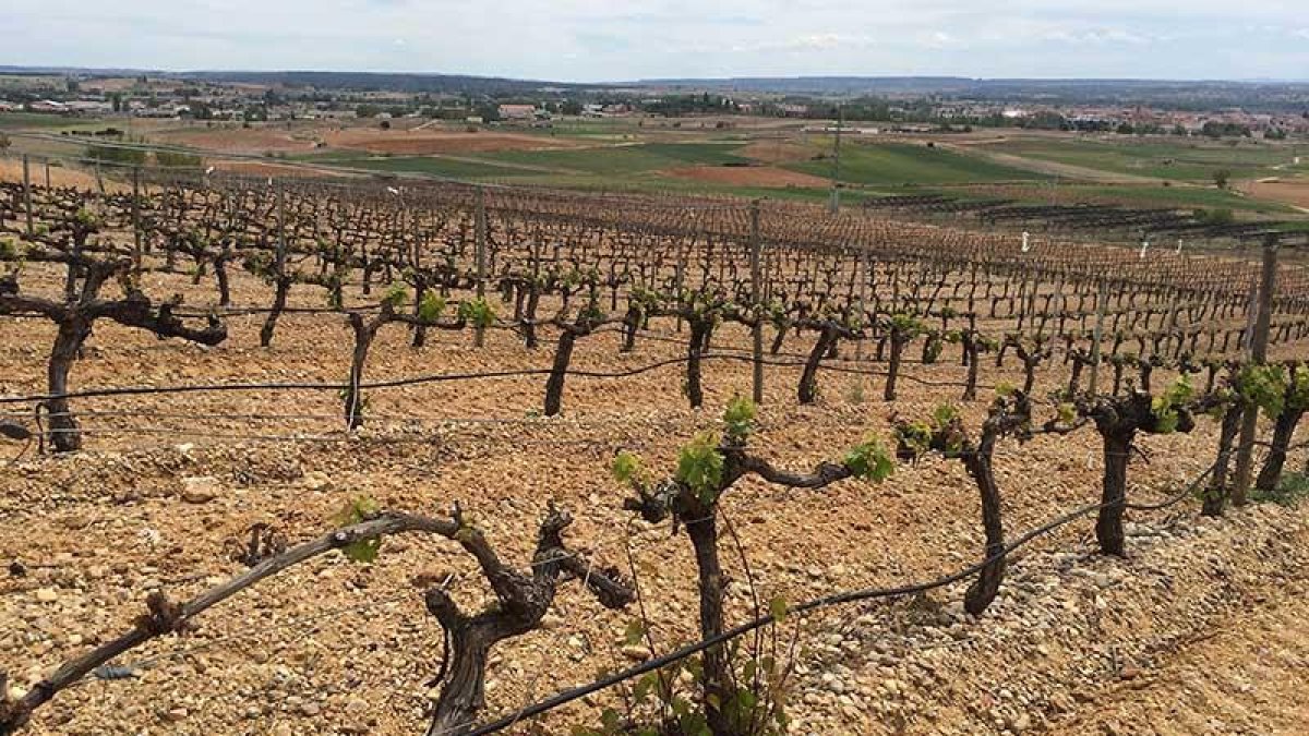 Los viñedos ya no tienen una capa de nieve o hielo encima, pero los daños que han causado las bajas temperaturas redundarán en la cosecha.-L.V.