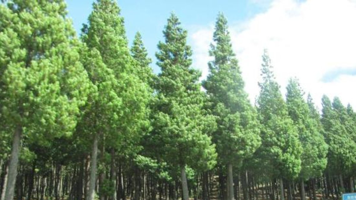 Pinar de Cortes. UBU