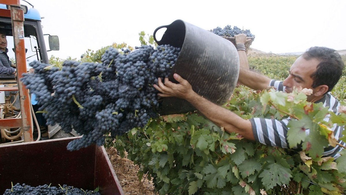 Un vendimador portea un cesto de uva en un viñedo de la Ribera. ECB