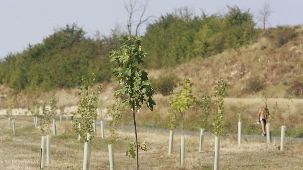 Reforestación realizada anteriormente por el Ayuntamiento en el cinturón verde.