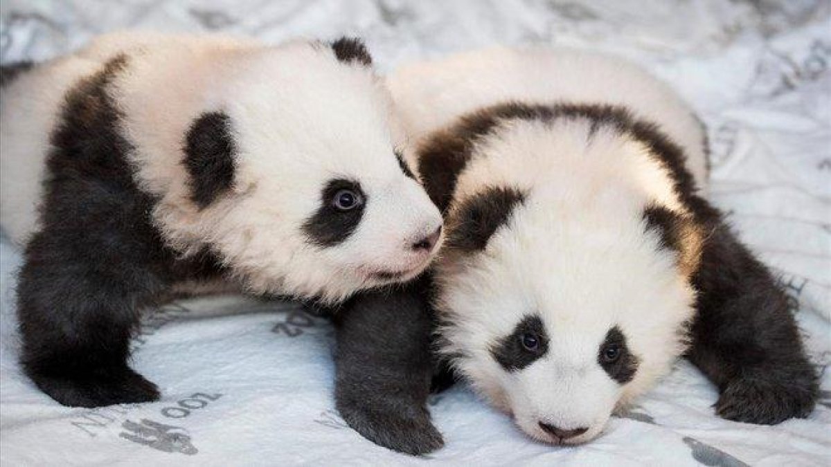 Los dos cachorros pandas nacidos en cautividad en el Zoo de Berlín.-AFP
