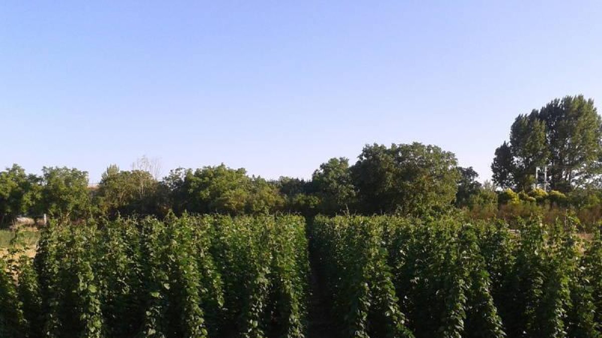 El entutorado es una de las claves que garantizan la calidad final de la alubia en la comarca de Juarros.-ECB