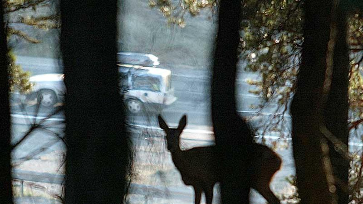 En el cinturón verde del extrarradio de la ciudad de Burgos medra una nutrida población de corzos.-ISRAEL L. MURILLO