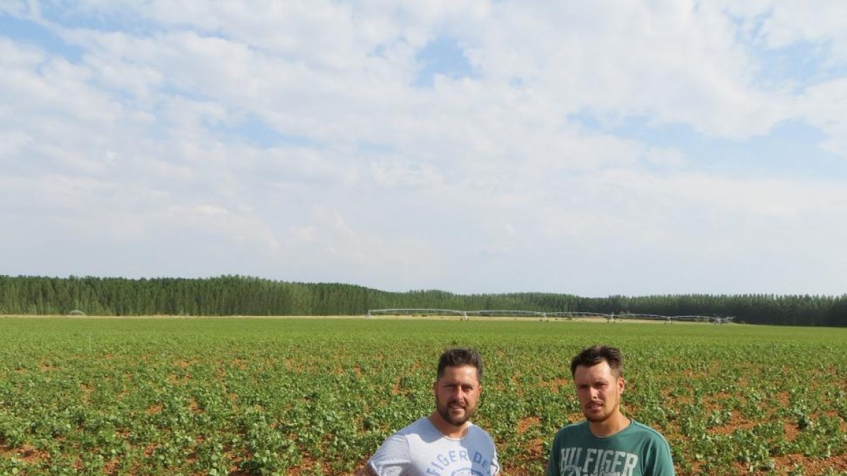 Alberto y Alejandro Rebollo en su explotación de regadío en la localidad leonesa de Laguna de Negrillos (León), en el Páramo Bajo, una de las zonas más damnificadas este año.-E. M.