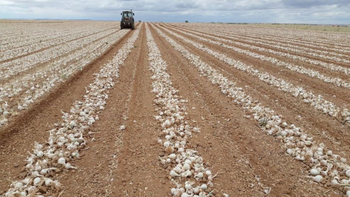 Parcela de cebollas para industria hileradas en el momento de la recepción. /-GLUS