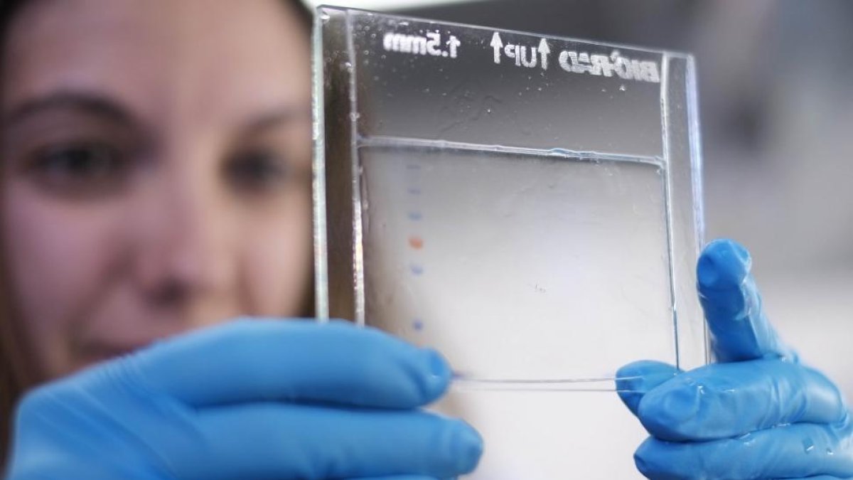 Una investigadora en el Instituto de Investigación Biomédica de Salamanca.-ENRIQUE CARRASCAL