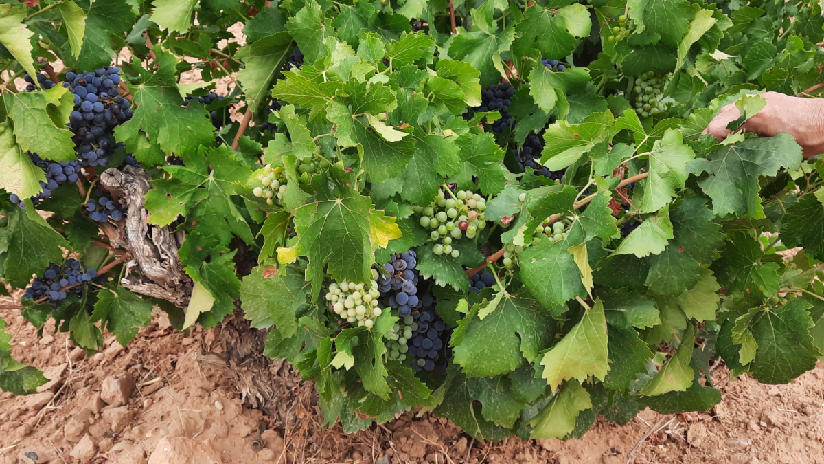 La sequía está dejando un viñedo muy desigual